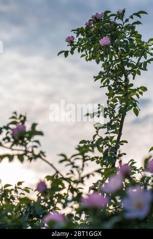 Un ramo eccezionale di una rosa selvaggia alla luce del sole che si tramonta contro il cielo a maggio. Foto Stock
