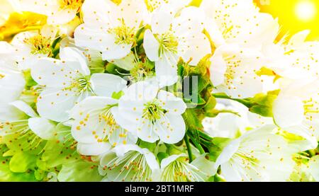 Un ramo di un albero di mele in fiore nella retroilluminazione Foto Stock