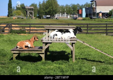 Il Cow in zaanse schans villaggio dei Paesi Bassi Foto Stock