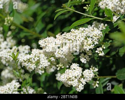 Fiore privato, Ligustrum, all'inizio dell'estate Foto Stock