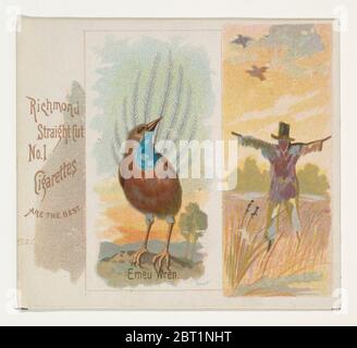 Emeu Wren, dalla serie Song Birds of the World (N42) per Allen &amp; Ginter Cigarettes, 1890. Foto Stock