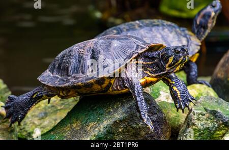 Ritratto di primo piano di una tartaruga con cursore di cumberland dalle decorazioni gialle, specie di rettili tropicali dall'America Foto Stock