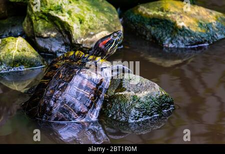 Bel ritratto di una tartaruga runziante rossa, specie di rettile tropicale dall'America Foto Stock