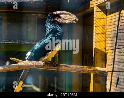 ritratto di un uccello trombettista nella voliera, specie animale tropicale dall'africa Foto Stock