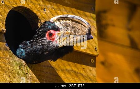 Divertente primo piano del volto di un uccello trombettista, guardando fuori la sua casa di uccelli, specie animali tropicali provenienti dall'Africa Foto Stock