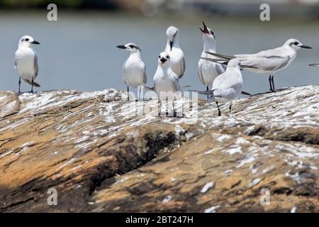 Un gruppo di Terne (Gelochelidon nilotica) che si erono su una roccia vicino alla foce del fiume Nilwala, Matara, Sri Lanka. Foto Stock