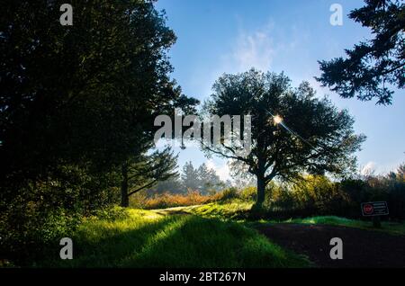 Paesaggio mattutino, California settentrionale Foto Stock