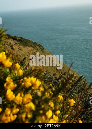 Macro foto di comune gola con vedere, ulex europeaus in Foto Stock