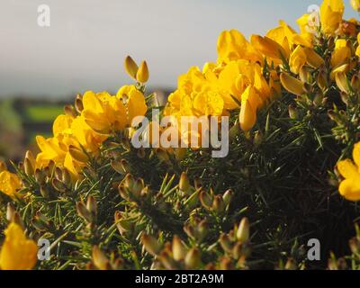 Macro foto di gola comune, ulex europeaus Foto Stock