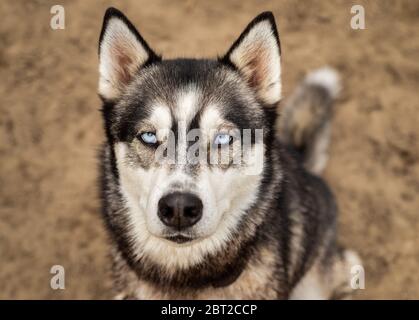 Bel cane Husky con gli occhi blu brillante ghiacciato guarda la fotocamera con uno sfondo semplice, minimalista, isolato sporco. Foto Stock