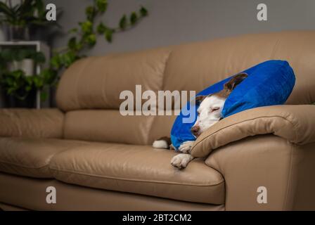 Carino cane Collie bordo su un divano, indossando il collare gonfiabile blu Foto Stock