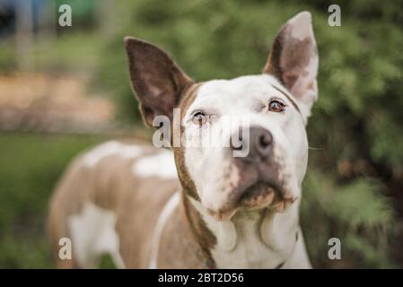 Cane di salvataggio marrone e bianco fotografato nella sua casa adottiva Foto Stock