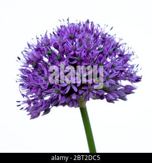 Giganteum viola in fiore con sfondo bianco Foto Stock