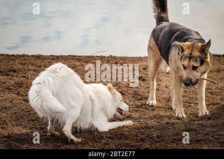 Il cane samoyed felice gioca con un amico in un parco per cani Foto Stock