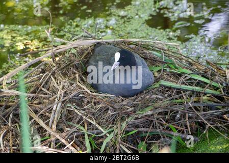 Allevamento di coot al nido a Groene Hart, Olanda Foto Stock