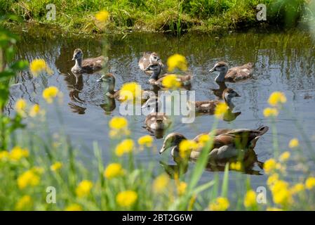 Giovane oca egiziana a Groene Hart, Olanda Foto Stock