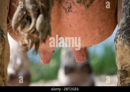 Primo piano di mammelle di mucca a Groene Hart, Olanda Foto Stock