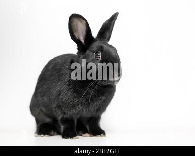 Un coniglio nero Dwarf addomesticato con orecchie verticali sedute su uno sfondo bianco Foto Stock