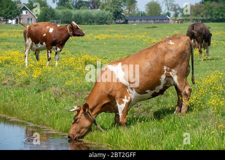 Mucca bianca e marrone che beve al fossato a Groene Hart, Olanda Foto Stock