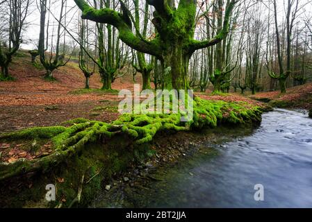 Parco Naturale di Gorbea, Alava, Spagna Foto Stock