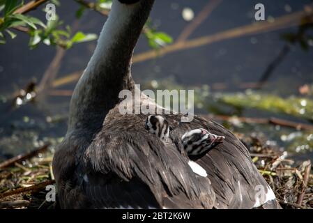 grbe con pollo appena nato sulla schiena a Groene Hart, Olanda Foto Stock