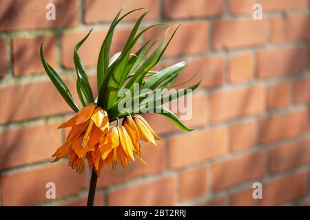 Lily Imperial Crown (Fritillaria imperialis) di fronte a una parete di mattoni rossi Foto Stock