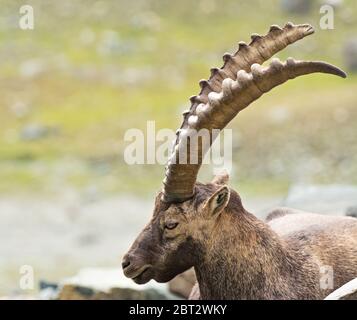 Stambecco selvatico nelle Alpi italiane. Parco Nazionale del Gran Paradiso, Italia Foto Stock