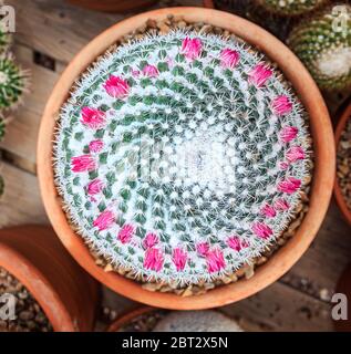 Mammillaria hahniana (old Lady cactus) è una specie di fioritura delle piante della famiglia delle Cactaceae, nativi del Messico centrale. Foto Stock