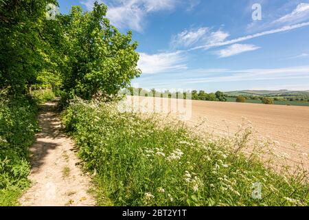 Il Monarch's Way Long Distance Path come si allontana, costeggiando terreni agricoli, da Findon, nel South Downs National Park, West Sussex, Inghilterra, Regno Unito. Foto Stock