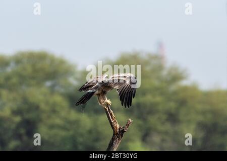 Aquila o aquila nipalensis arroccato con sfondo verde naturale al santuario di tal chhapar rajasthan india Foto Stock