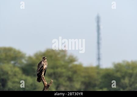 Aquila o aquila nipalensis arroccato con sfondo verde naturale al santuario di tal chhapar rajasthan india Foto Stock