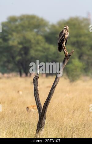 Aquila o aquila nipalensis arroccato con sfondo verde naturale al santuario di tal chhapar rajasthan india Foto Stock