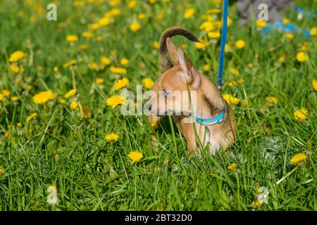 Cucciolo Chihuahua con guinzaglio blu in piedi tra i dandelioni. L'uomo cammina un cane. Bel cane giovane marrone chiaro Chihuahua. Cane in erba Foto Stock