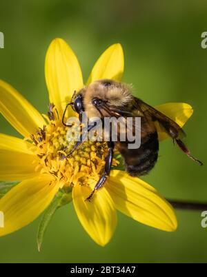 Un Bumblebee americano si festegga su un fiore giallo in un prato locale Foto Stock