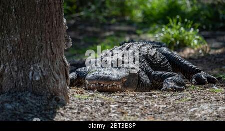 Un alligatore nelle Everglades, Florida Foto Stock