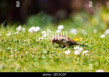 Passera casa comune, Passer domesticus, sull'erba alla ricerca di insetti. Foto Stock