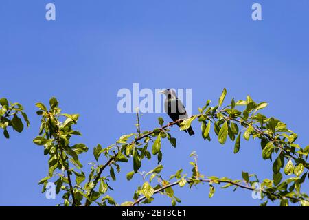 Sturnus vulgaris, protagonista europeo, seduto su un ramo contro un cielo azzurro. Foto Stock