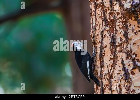 Picoides albolarvatus, un picchio a testa bianca, un'attività di perforazione maschile in un alto pino Ponderosa nella Yosemite Valley, Yosemite National Park, California, USA Foto Stock