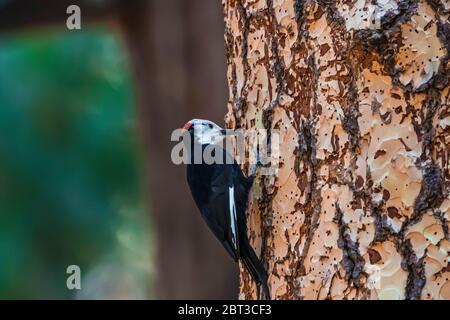 Picoides albolarvatus, un picchio a testa bianca, un'attività di perforazione maschile in un alto pino Ponderosa nella Yosemite Valley, Yosemite National Park, California, USA Foto Stock