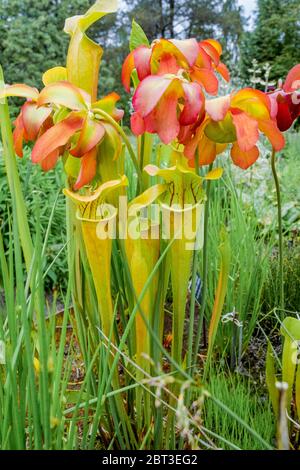 Red Pitcher Plant, VanDusen Botanical Garden, Vancouver, British Columbia, Canada Foto Stock