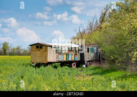 Alveari mobili o apiari sul campo di colza. Apicoltura. Foto Stock