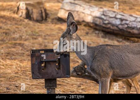 Mule Deer, Odocoileus hemionus, doe leccando sale e grasso da una griglia barbecue in un'area picnic nella Yosemite Valley, Yosemite National Park, California Foto Stock