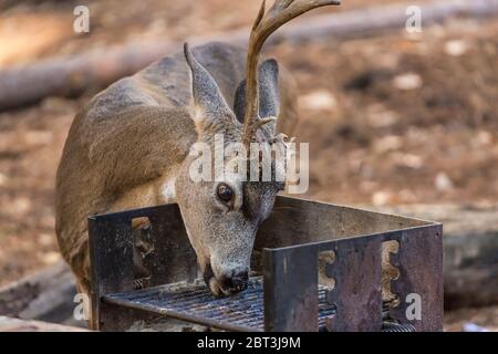 Mule Deer, Odocoileus hemionus, buck leccando sale e grasso da una griglia barbecue in un'area picnic nella Yosemite Valley, Yosemite National Park, California Foto Stock