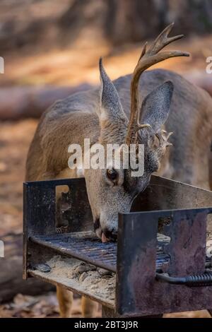 Mule Deer, Odocoileus hemionus, buck leccando sale e grasso da una griglia barbecue in un'area picnic nella Yosemite Valley, Yosemite National Park, California Foto Stock