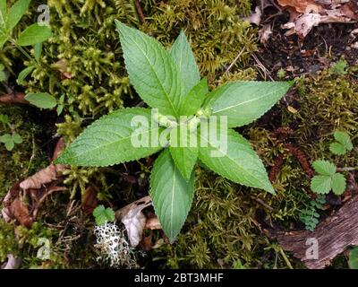 Wald-Bingelkraut (Mercurialis perennis), Blütenknospen, Üxheim Rheinland-Pfalz, Deutschland Foto Stock