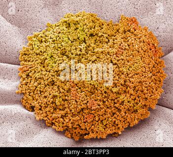 Batteri di una barba umana. Micrografia elettronica a scansione colorata (SEM) di batteri coltivati da una barba umana. Uno studio europeo ha riscontrato che la barba dell'uomo è più ricca di batteri patogeni umani rispetto alla parte più sporca della pelliccia di un cane. Ci sono circa 1000 specie di batteri da 19 phyla trovati sulla pelle umana. La flora cutanea è di solito non patogena, e sia commensale (non nocivo per il loro ospite) o mutualistico (offrono un beneficio). Ingrandimento: x1400 se stampato a una larghezza di 10 cm. Foto Stock