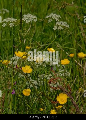 Coppette, prezzemolo di mucca e erba alta in un prato -Ranunculus. Foto Stock