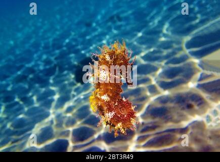 Cavalluccio marino rosso a snout lungo - Hippocampus guttulatus Foto Stock