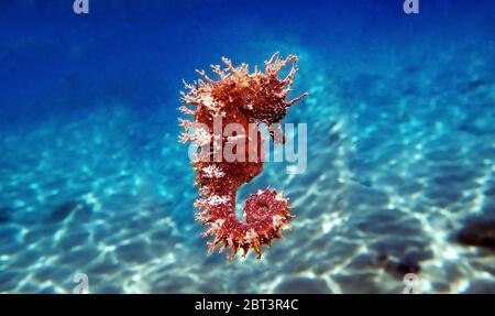 Cavalluccio marino rosso a snout lungo - Hippocampus guttulatus Foto Stock