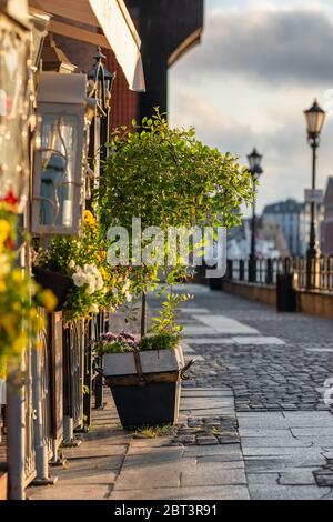 Albero in un vaso in strada marciapiede al mattino presto nella città europea Foto Stock